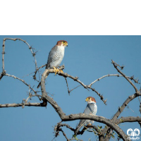 گونه شاهین سرحنایی Red-necked Falcon